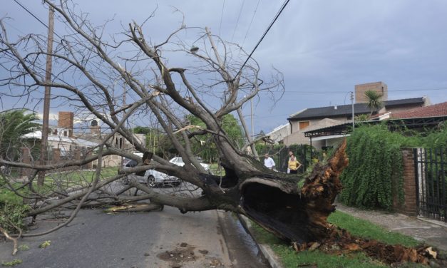 LO QUE EL VIENTO DEJO, ARBOLES CAIDOS Y VOLADURAS DE TECHOS