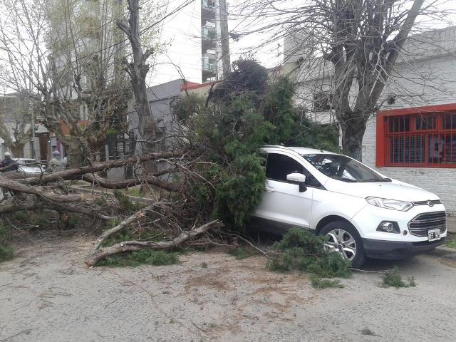 secayounarbol2