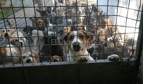 CAPACITACION A ENTIDADES PROTECCIONISTAS DE ECHEVERRIA