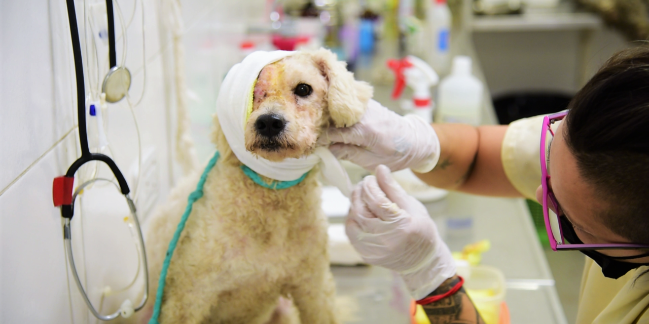 VETERINARIOS DE ZOONOSIS BROWN SALVARON A “BETO”, UN PERRO QUE PADECÍA UNA AVANZADA INFECCIÓN