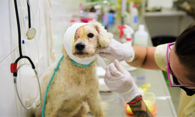 VETERINARIOS DE ZOONOSIS BROWN SALVARON A “BETO”, UN PERRO QUE PADECÍA UNA AVANZADA INFECCIÓN