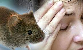 CONFIRMAN LEPTOPIROSIS EN LOS INTOXICADOS EN BERAZATEGUI