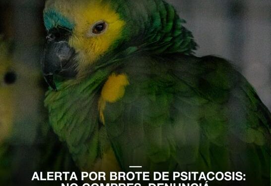 BROTE DE PSITACOSIS: NO COMPRES, DENUNCIÁ