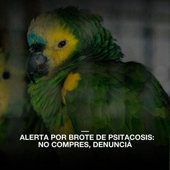 BROTE DE PSITACOSIS: NO COMPRES, DENUNCIÁ