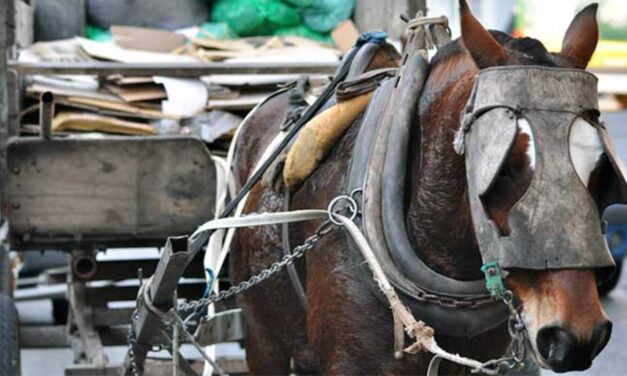 KRAVETZ PROPONE DECLARAR A LOS CABALLOS SUJETO DE DERECHO Y PROHIBIR LA TRACCIÓN A SANGRE