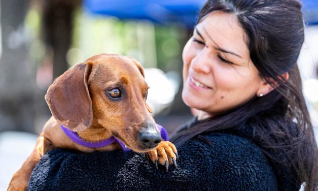 OPERATIVO DE ZOONOSIS BROWN EN GLEW