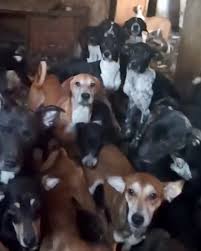 EL  REFUGIO EL CAMPITO NECESITA AYUDA DE LA MANADA