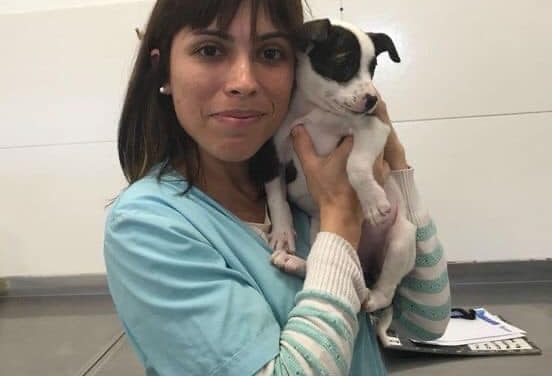 EN EL DÍA DEL VETERINARIO, ZOONOSIS BROWN MULTIPLICA LAS CASTRACIONES GRATUITAS EN EL DISTRITO