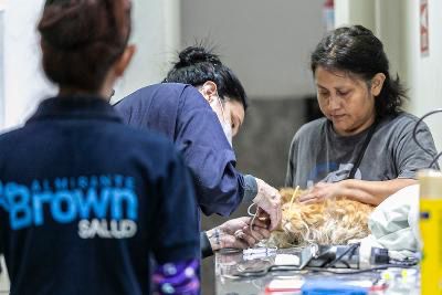 ZOONOSIS BROWN SUPERO LAS 1200 CASTRACIONES EN UN MES