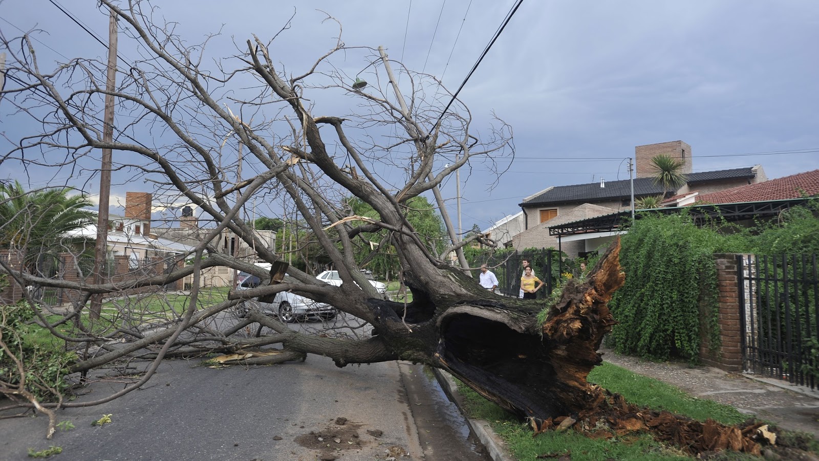 LO QUE EL VIENTO DEJO, ARBOLES CAIDOS Y VOLADURAS DE TECHOS | InfoSur24