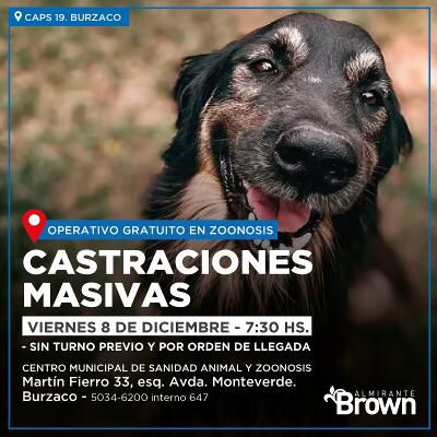 BROWN CASTRA  EN EL DIA DE LOS DERECHOS DE LOS ANIMALES