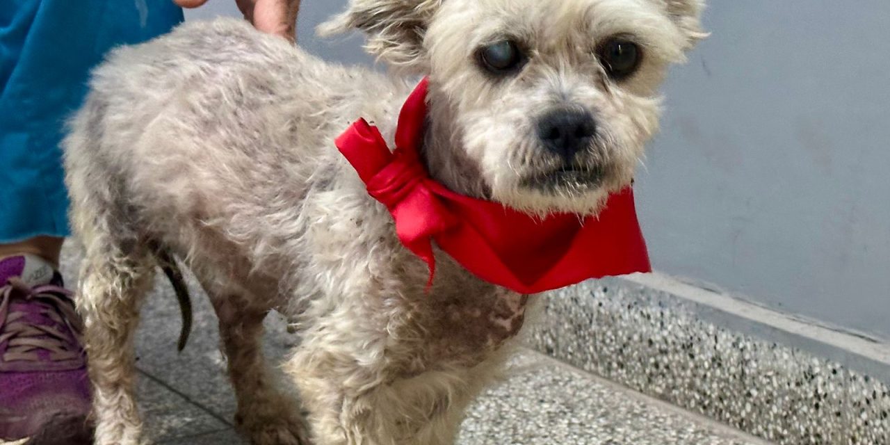 ZOONOSIS BROWN RESCATO A ARTURO DESPUES QUE UNA VECINA LO ENCONTRARA EN  UNA BOLSA