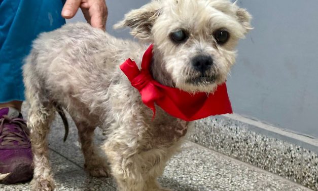 ZOONOSIS BROWN RESCATO A ARTURO DESPUES QUE UNA VECINA LO ENCONTRARA EN  UNA BOLSA