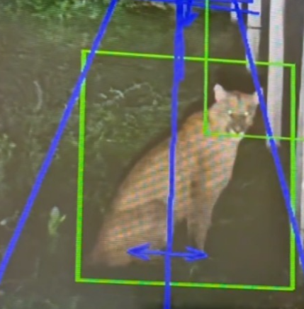 PREOCUPACION POR LA APARICION DE UN PUMA EN  HUDSON